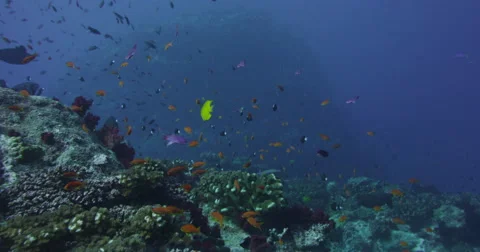 Ocean underwater 4k with Red Epic Stock Footage 43124270