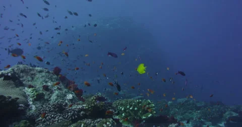 Ocean underwater 4k with Red Epic Stock Footage 43124608