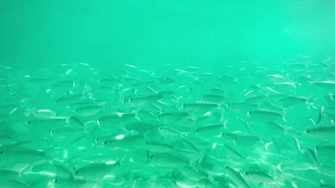 Ocean Underwater fish Video stock 229450859