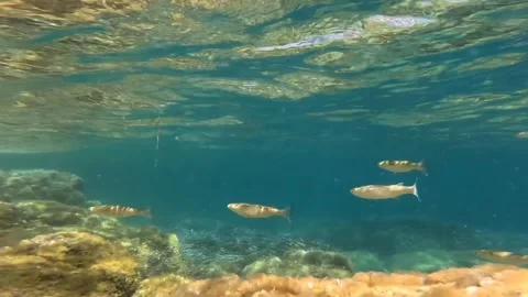 Ocean underwater fish Stock Footage 274034778
