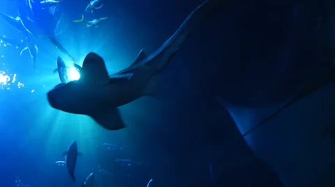 Ocean underwater world Stock Footage 34337400