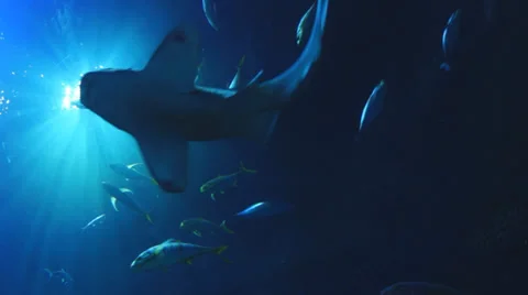 Ocean underwater world Video stock 34337426