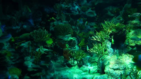 Ocean underwater world Stock Footage 34337629