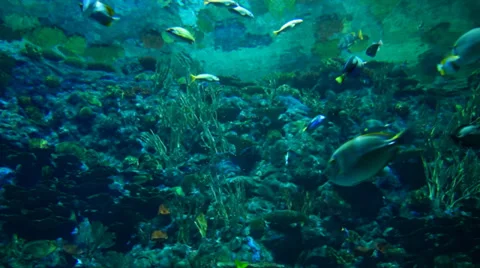 Ocean underwater world Stock Footage 34337644
