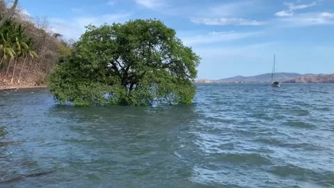Ocean view 01 - Tree on high tide - Isla Gitana - Pacific - Costa Rica Video stock 283156230