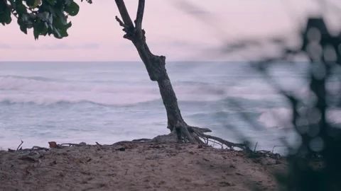 Ocean view with beach and greenery in forground Honolulu Hawaii Stock Footage 313501908