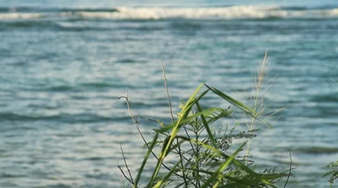 Ocean view behind grass Video stock 8762771