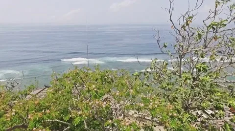 Ocean View Behind a Tree Aerial Stock Footage 58249679