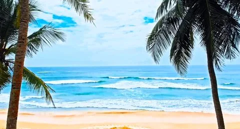Ocean view from between palm trees. Caribbean tropical beach. Stock Photos