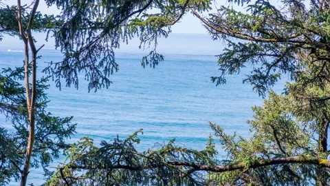 Ocean View Framed by Conifer Tree Branches 4K Footage Likely Featuring Spruce Stock Footage 309315773