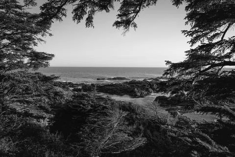 Ocean view framed by trees under clear sky Stock Photos