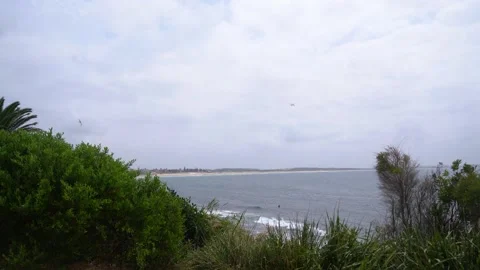 Ocean view with grass, seaguls, surfer and a plain in the sky. Stock Footage 130884300