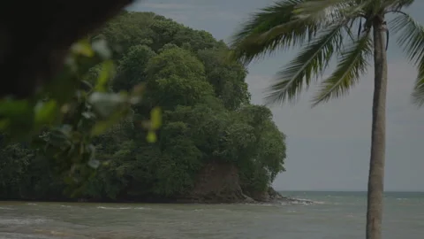 Ocean view with palm tree and coastline Stock Footage 342934700