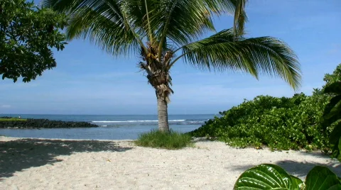 Ocean view palm tree Stock Footage 97011