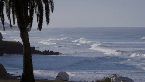 Ocean view with the silhouette of a single palm tree in the foreground 库存影片 118535142