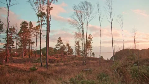Ocean view with sunset behind a nearby forest lighting up grassy field - cra Video stock 144134053