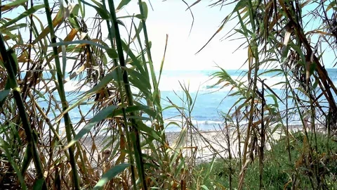 Ocean view through Bamboo Stock Footage 94727650