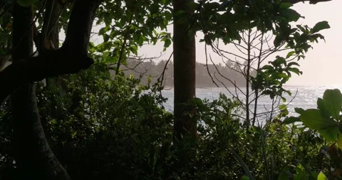 Ocean view through forest. Dominican Republic. Stock Footage 278283295