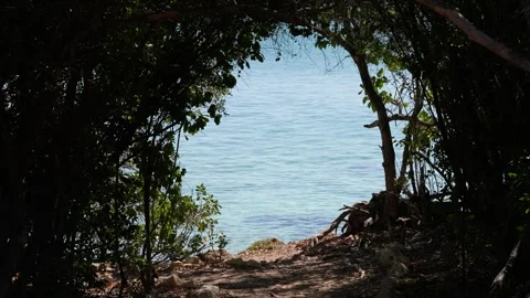 Ocean View Through Hole in trees Stock Footage 306016402