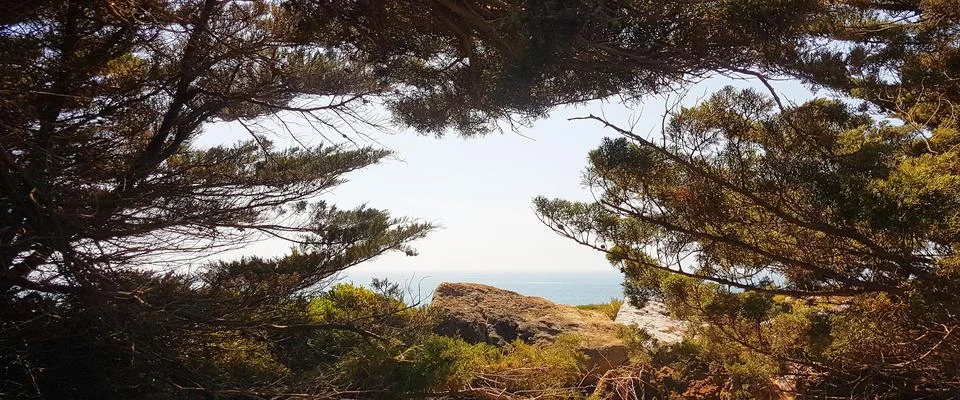 Ocean view thru the trees Stock Photos
