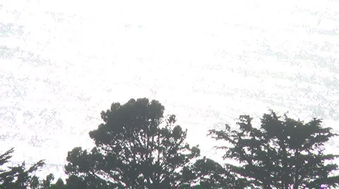 Ocean View with Trees Video stock 988589