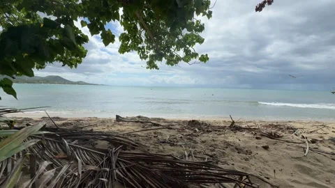 Ocean view under a tree on the beach Stock Footage 280398554