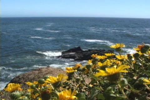OCEAN VIEW W/ FLOWERS Stock Footage 125176