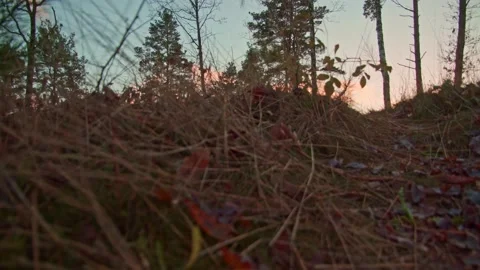 Ocean view of warm sunset lighting up grassy forest Video stock 144133965