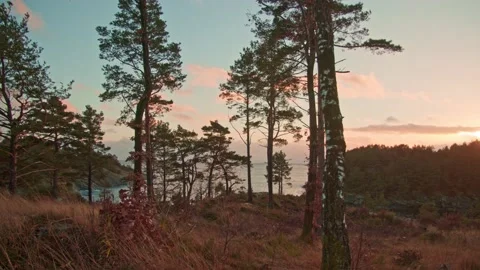 Ocean view of warm sunset lighting up grassy forest - walking towards the oc Video stock 144134047