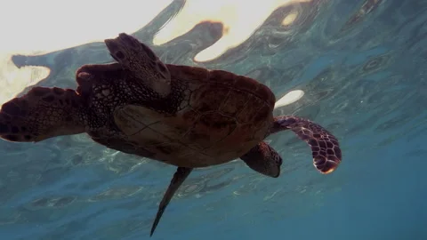 Ocean Wanderer: Close-Up of a Sea Turtle in Shallow Waters	 Stock Footage 283061267