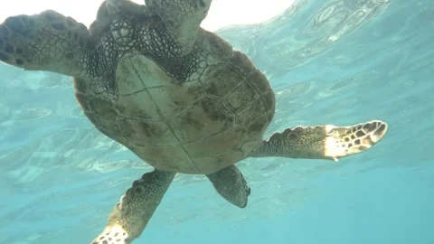 Ocean Wanderer: Close-Up of a Sea Turtle in Shallow Waters Stockbeeldmateriaal 348418192