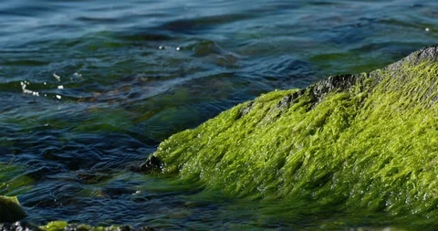Ocean washing over algae-covered rocks. Stock Footage 86897783