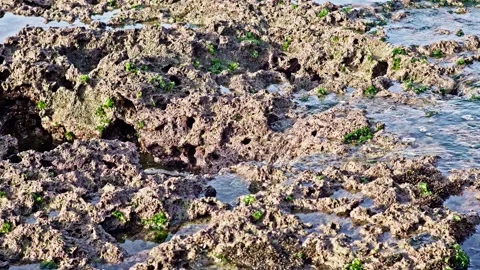 Ocean Water Gently Flowing Between Coral Reefs in Tropical Coastal Scene Stock Footage 296618724