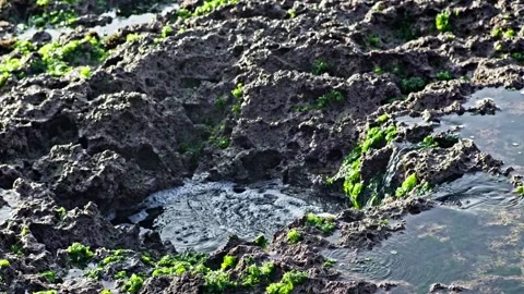Ocean Water Gently Flowing Between Coral Reefs in Tropical Coastal Scene Stock Footage 296618843