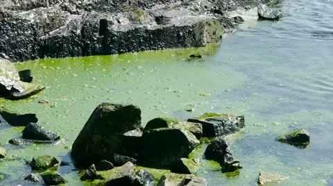 Ocean water surface and rock reef coastal,algae,seaweed,ebb,gravel,pollution. Stock Footage 10877913