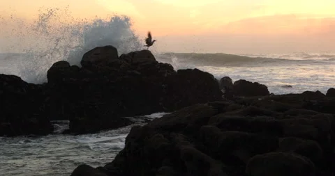Ocean wave splashing over rock at sunset forcing seagull to take off Stock Footage 166815378