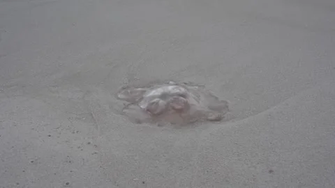 Ocean wave washing over a cannonball jellyfish on a sandy beach Stock Footage 345689632