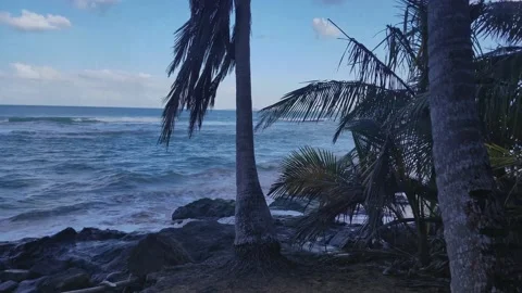 Ocean Waves and Palm Trees, San Juan Puerto Rico Stock Footage 146558702