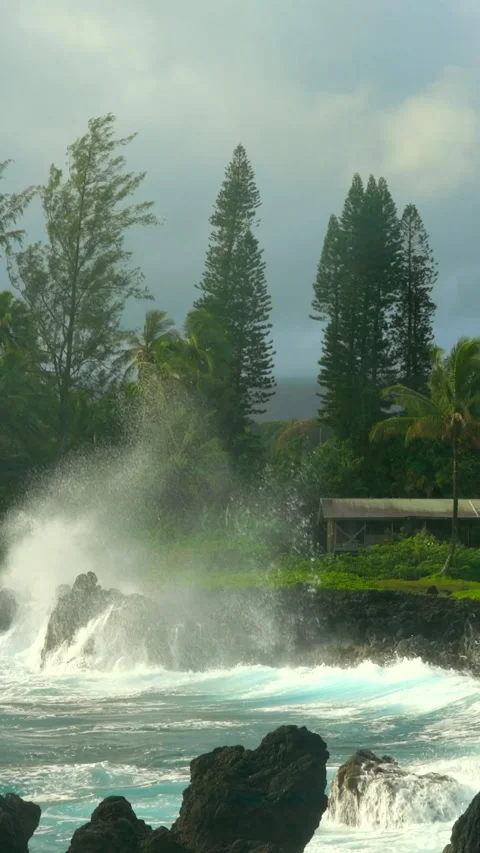 Ocean waves  and palm trees Stock Footage 293154172