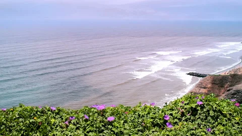 Ocean Waves and Purple Flowers on Coastal Cliff in Lima Peru Vídeos de archivo 345525937