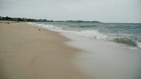 Ocean waves and Seagull taking flight at Cape Cod Vidéo 90631633