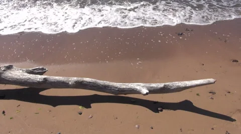Ocean waves on beach sand and tree branch Stock Footage 46573236