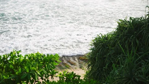Ocean waves between bright greenery and palm trees breaking against the shore Stock Footage 242970416