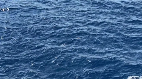Ocean waves with birds flying over the deep blue sea surface Stock Footage 345259748