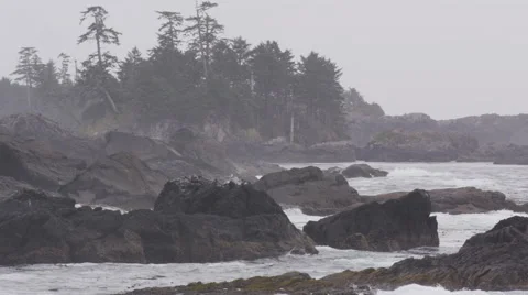 Ocean Waves Black Rocks Shoreline Trees 動画素材 47287182