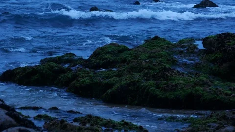 Ocean waves breaking over rocks on shore with seaweed at dusk. Stock Footage 109160401