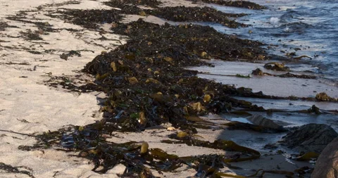 Ocean waves breaking over sandy beach covered in seaweed, side view. Stock Footage 135202719