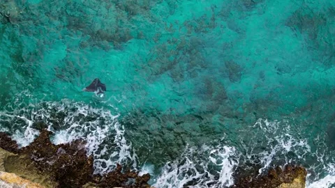 Ocean waves crash on rocky shore as manta ray turns to feed, aerial top Stock Footage 267861817