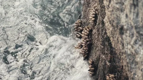 Ocean waves crashing over barnacles clinging to rocky shoreline Stock Footage 341143158