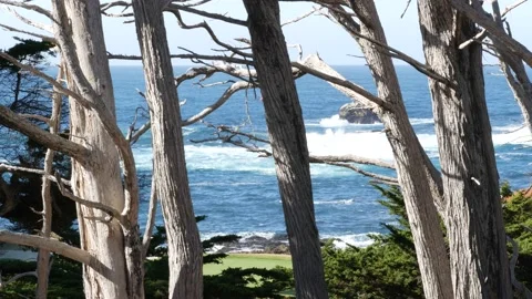 Ocean waves, cypress pine tree forest, 17-mile drive, Monterey, California coast Stock Footage 169456832